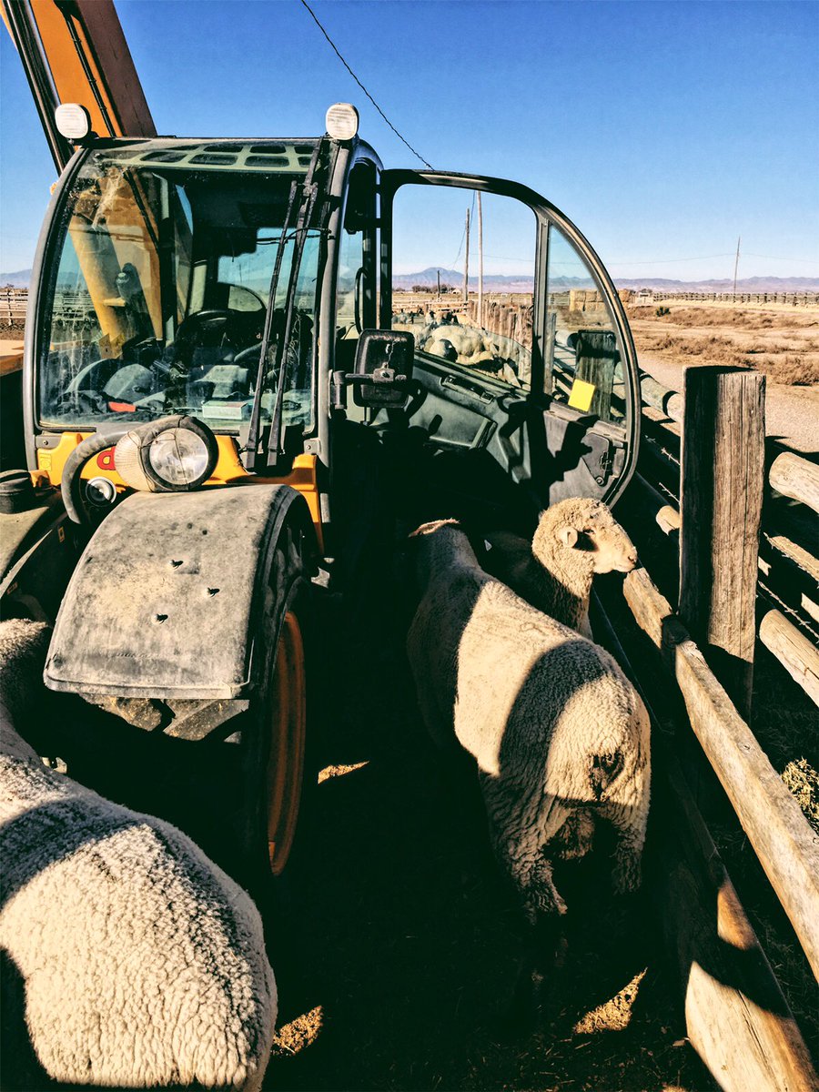 J12Ranch's tweet photo. Hijackers! #ranchlife #sheepranchersusa #americansheepindustry #youngfarmersandranchers #lambelevated #eatlambwearwool #utahfarmbureau https://t.co/OCmPhnwJaP