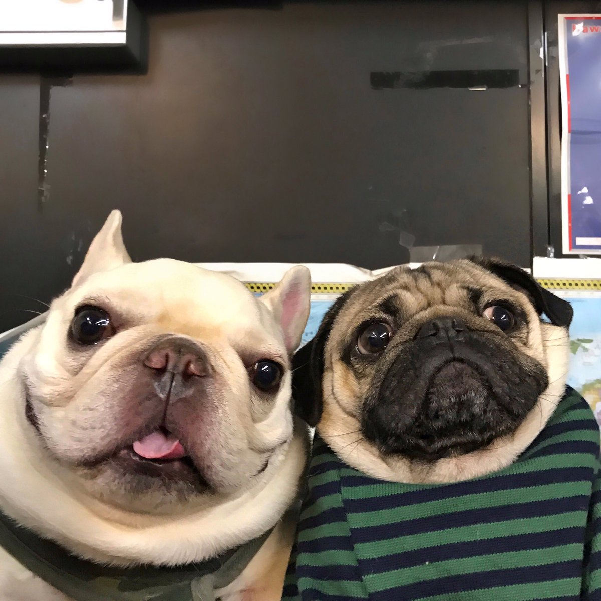 itsdougthepug's tweet photo. When u finally find a friend who also looks like a thumb https://t.co/N6UbKbW7Hd