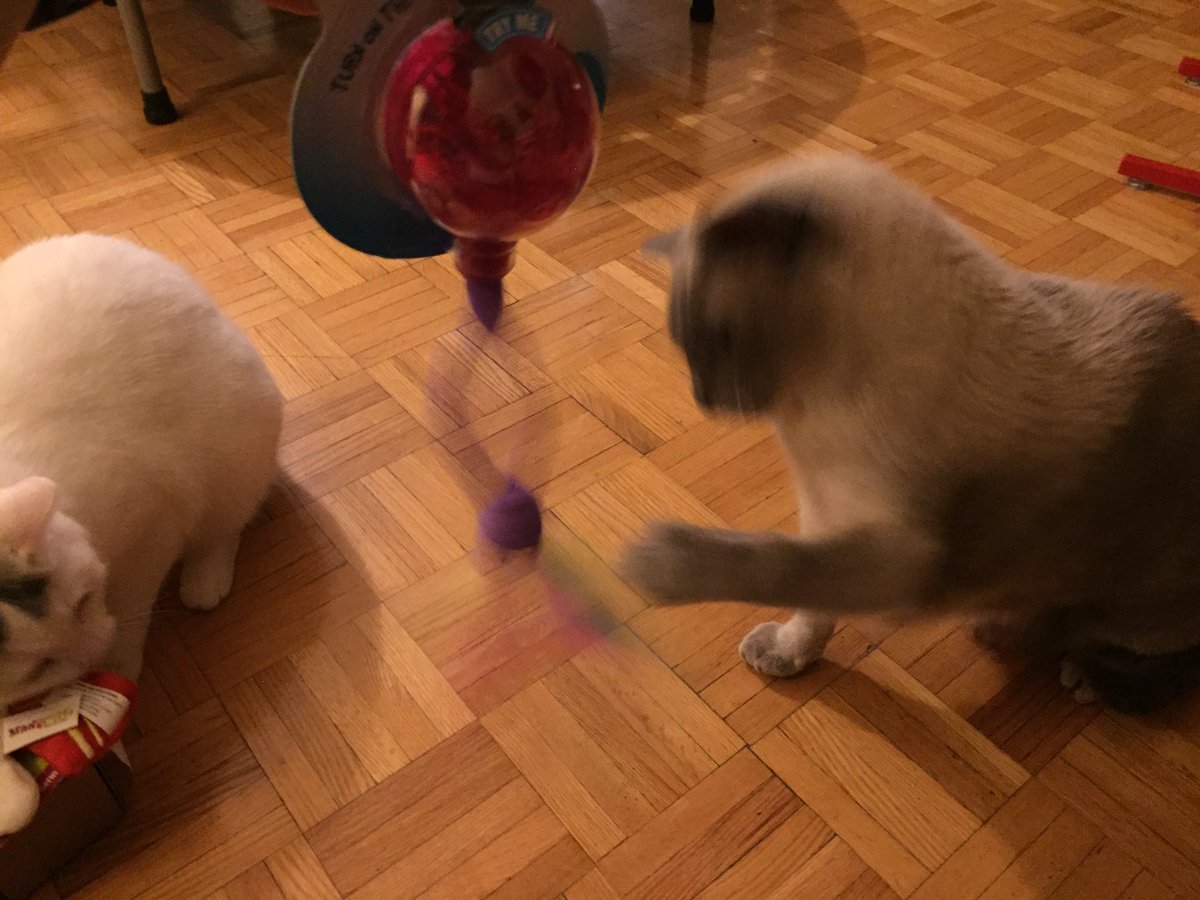 zandertehcat's tweet photo. This "Zany Cat" thing is most intriguing!  #meowbox https://t.co/oXej1ck6Ev