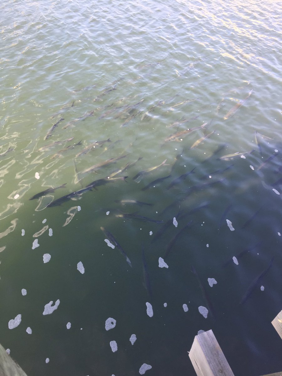 Can I #fish here please? <a href="/TampaElectric/">Tampa Electric</a>