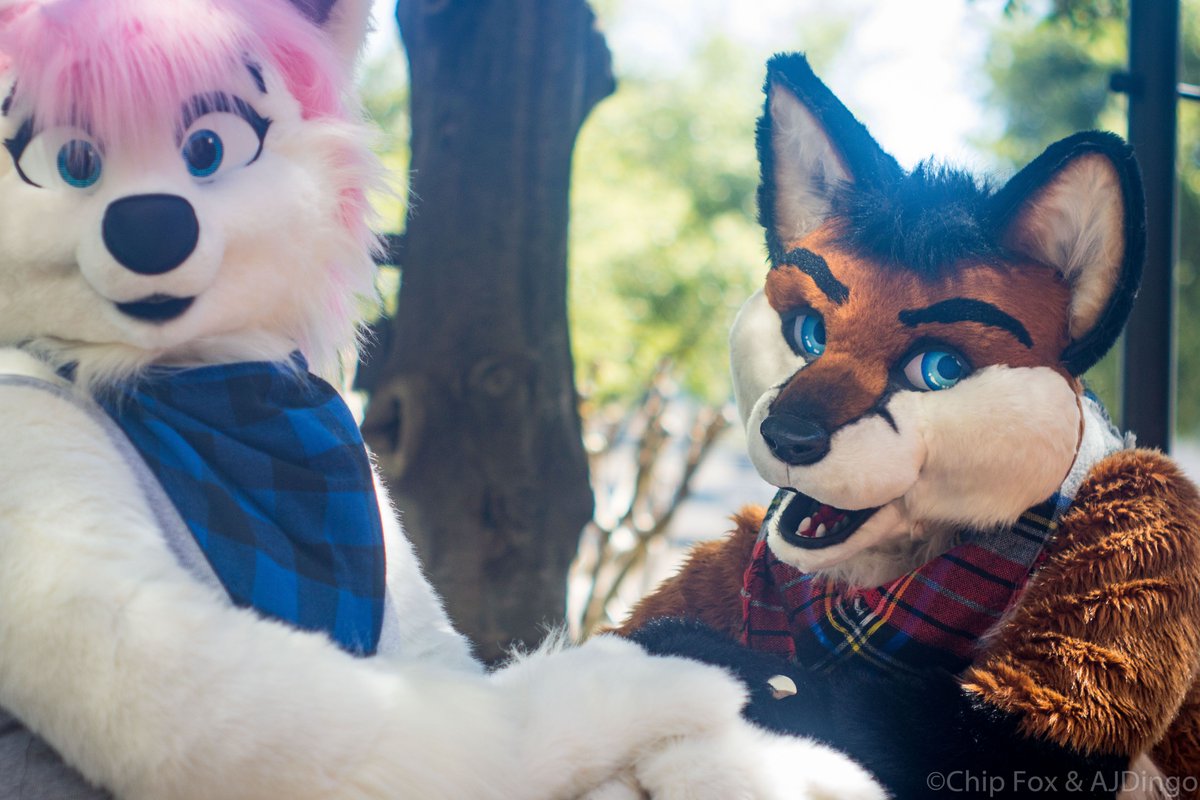 chipfoxx's tweet photo. #FursuitFriday #FoxFriday Fox chat with @Willow_Fox
📍 #TFF2016
📷 by @AshCoyote https://t.co/V2HGXPPzKx