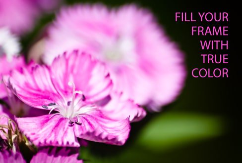 fotoPhilippines's tweet photo. Fill Your Frame with True Color - https://t.co/kqT2xk57XQ - https://t.co/xIAnnr5hXM