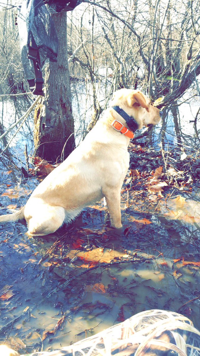 lilbuck_25's tweet photo. 🦆🦆wouldn't want to be hunting over any other dog than this one! https://t.co/BOrd478eX7
