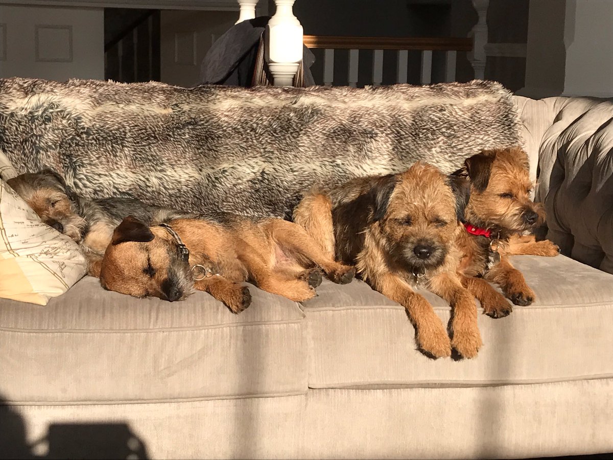 Rubytheborder's tweet image. Chilling' on the sofa with my buddies!