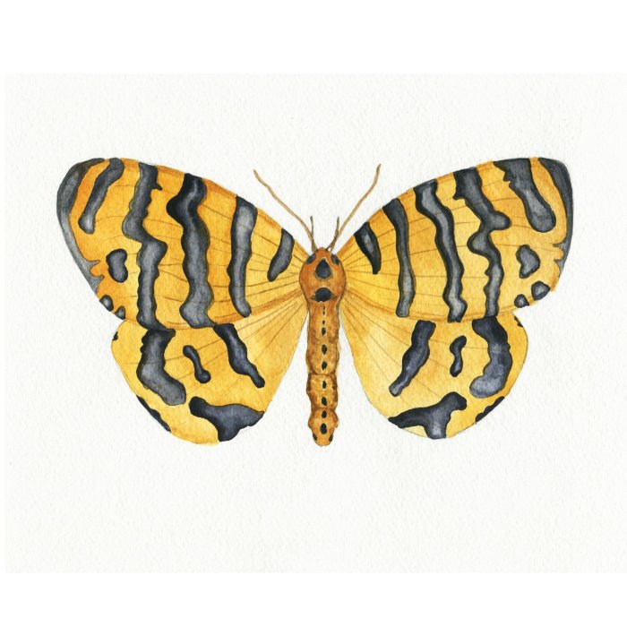 clarysagemoon's tweet photo. 'beautiful tiger' moth, watercolor, amphicallia bellatrix @amphicalliabellatrix @moth https://t.co/VJ3W9Upu8H