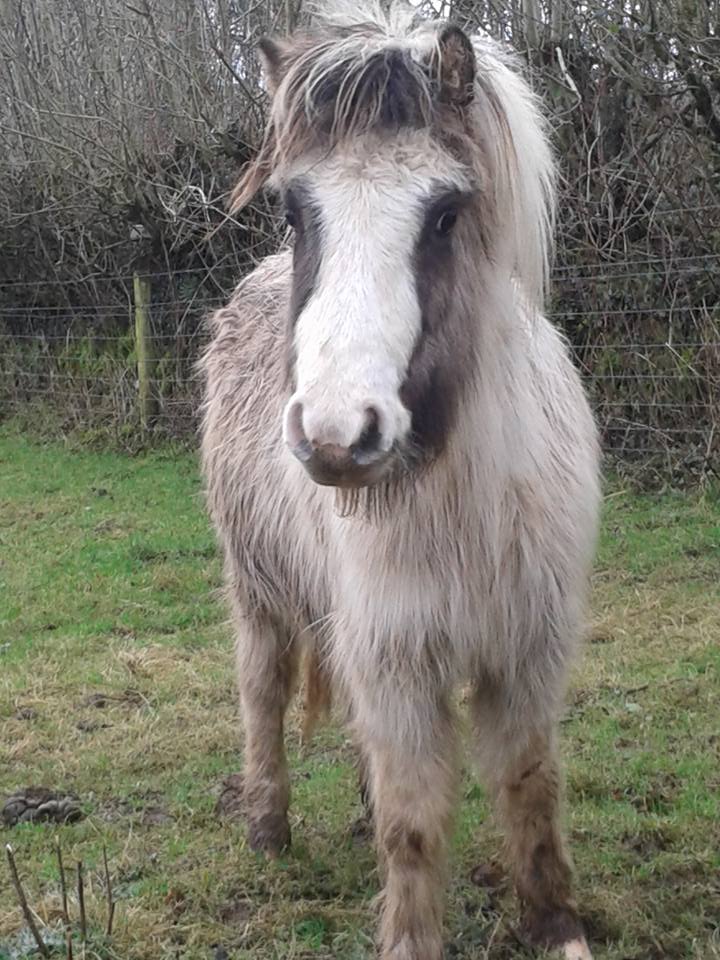 Hill_Pony4's tweet photo. Can you help find me a home?  I will make 11 - 12 hh and I am very friendly.  Please retweet @EquineHour #Dartmoorhillpony #pony https://t.co/10zGl35UlP