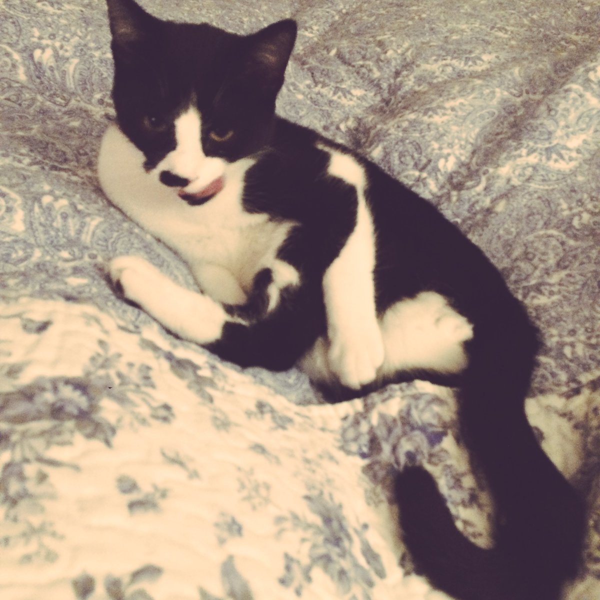 TuxedoTrouble's tweet photo. ๐ฝ Good Evening ladies... #puresmut #ladiesboy ๐ https://t.co/VAhMQchb0r