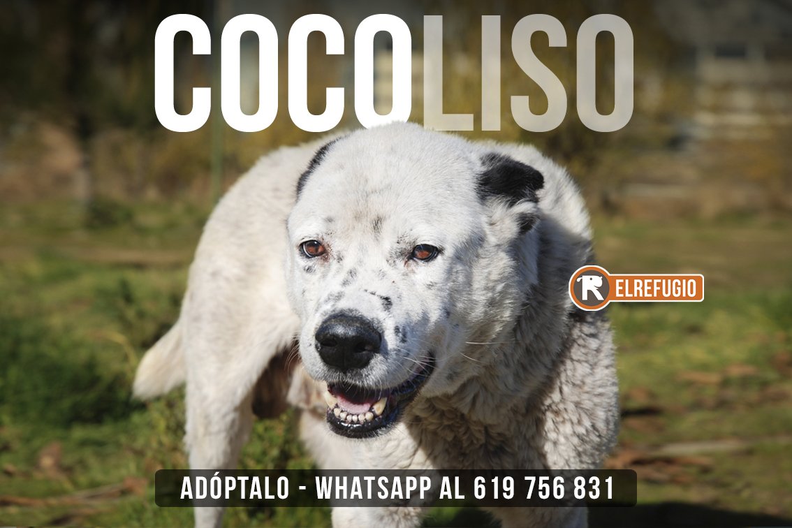 el_refugio's tweet photo. Crecí con cazadores, me cortaron orejas y rabo con 1puñal, me dejaron enfermar y me abandonaron. Ahora, me toca conocer el amor?? #hashadopt https://t.co/9m8GiwxBqP