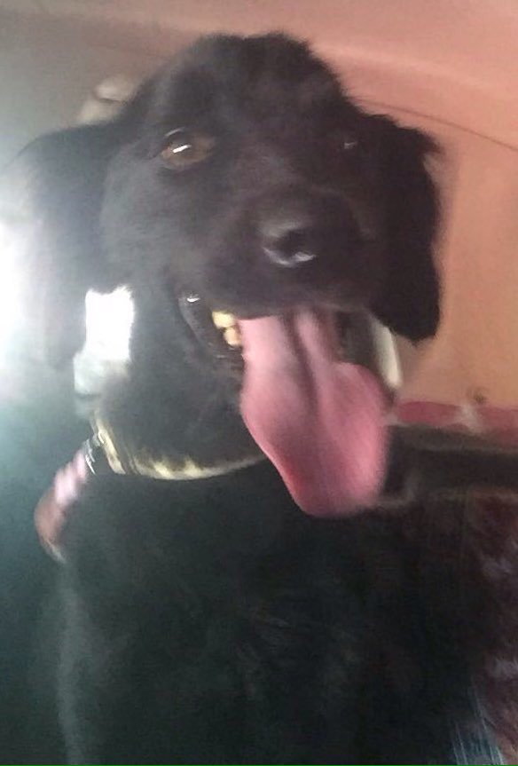 Vicky esta en adopción! fue rescatada tras pasar meses amarrada,ya sana espera ser adoptada,escribe mascotasdecalle@gmail.com #ADOPTA
