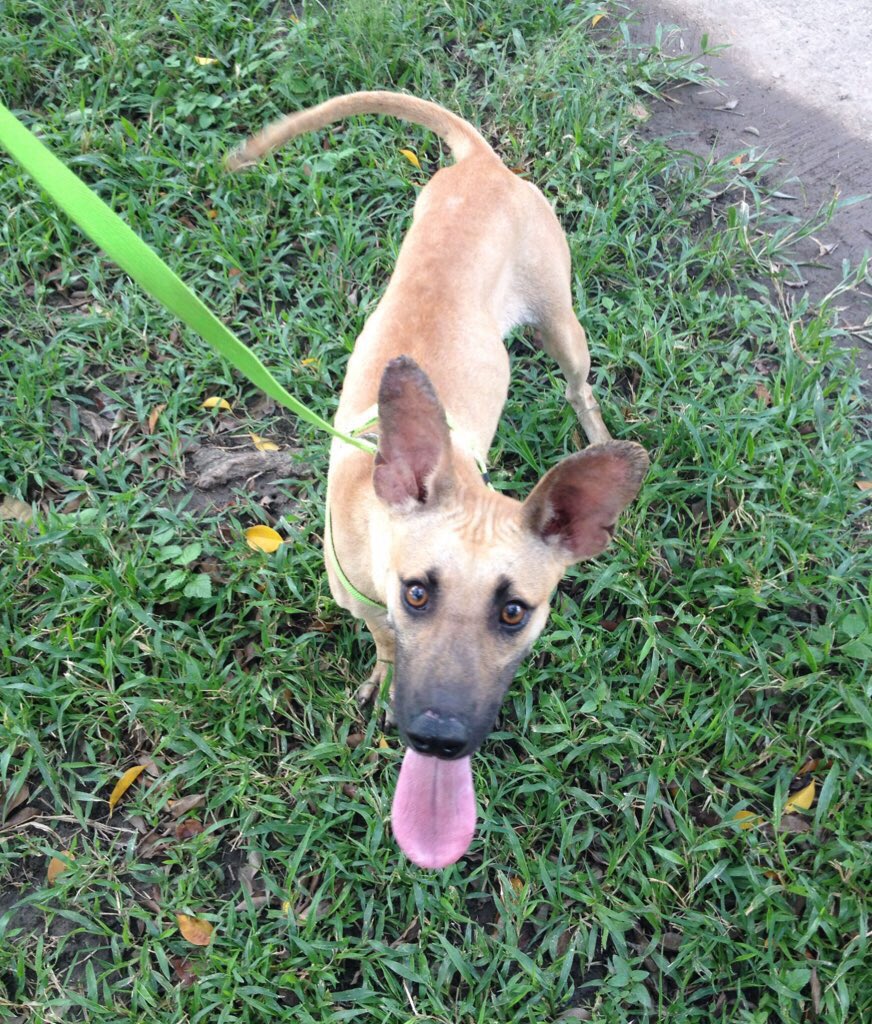 Patty tiene tiempo esperando por familia amorosa y responsable,escribe a mascotasdecalle@gmail.com únete y #ADOPTA