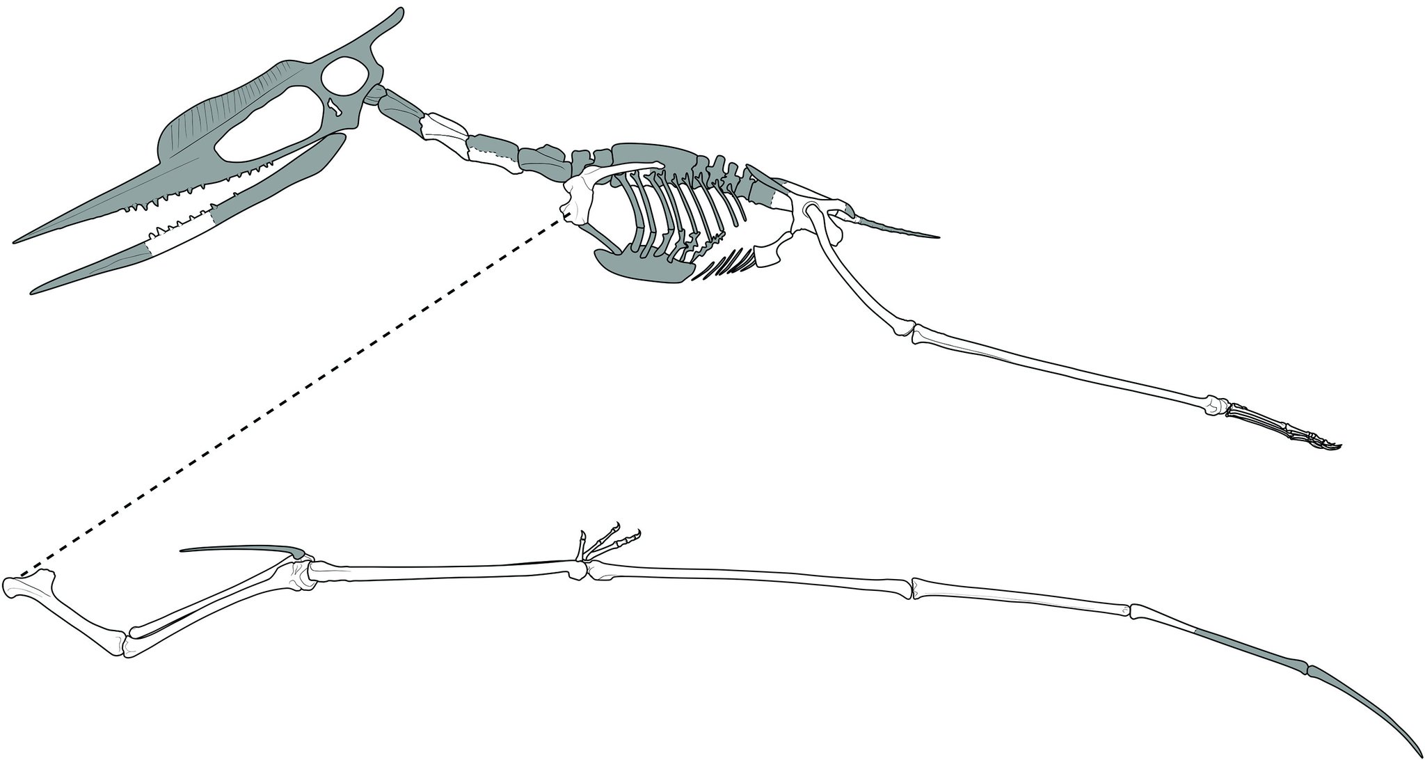 New reconstruction of Noripterus by Rebecca Gelerenter. This is a composite based on all the material we have from various specimens (known material is in white).