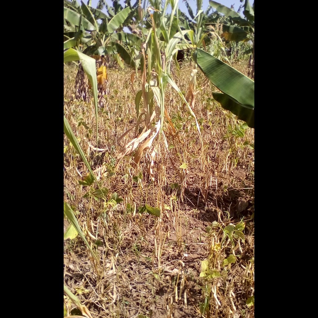 opmdpm's tweet photo. Second-season crops severely impacted by #2016drought across #Uganda. Severe water shortages reported see U-NIEWS @ https://t.co/qEnWeR1D9D https://t.co/vmsmEv8eCJ