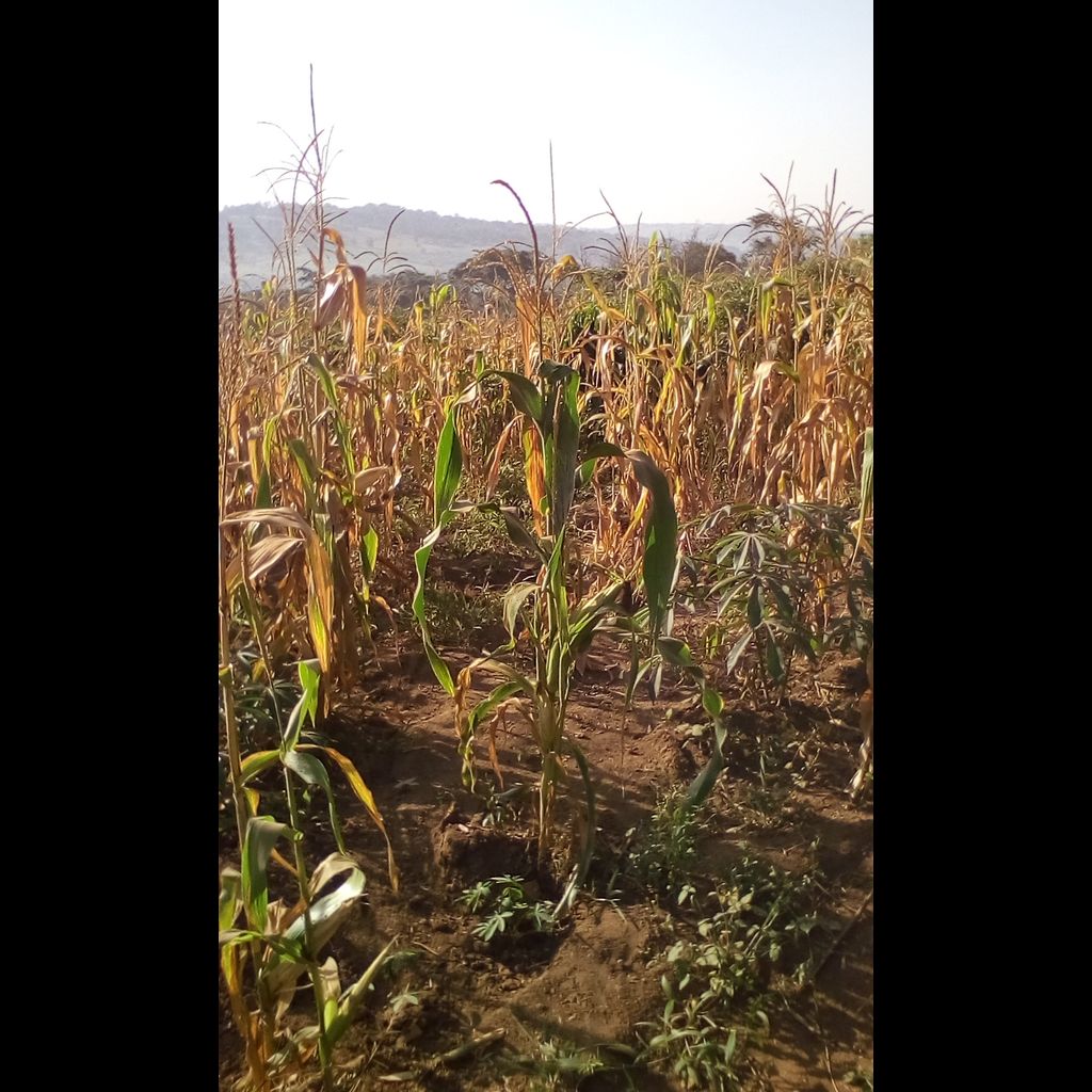 opmdpm's tweet photo. Second-season crops severely impacted by #2016drought across #Uganda. Severe water shortages reported see U-NIEWS @ https://t.co/qEnWeR1D9D https://t.co/vmsmEv8eCJ
