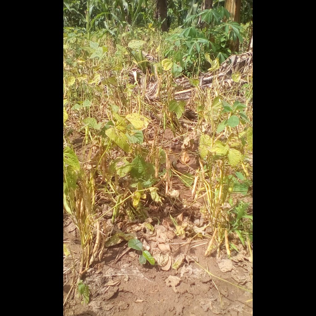 opmdpm's tweet photo. Second-season crops severely impacted by #2016drought across #Uganda. Severe water shortages reported see U-NIEWS @ https://t.co/qEnWeR1D9D https://t.co/vmsmEv8eCJ