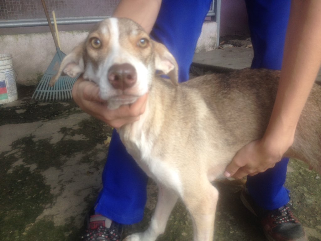 Lobita la rescatamos mal herida en Vista Alegre,estaba muy grave,ya sana espera por familia amorosa y responsable #ADOPTA
