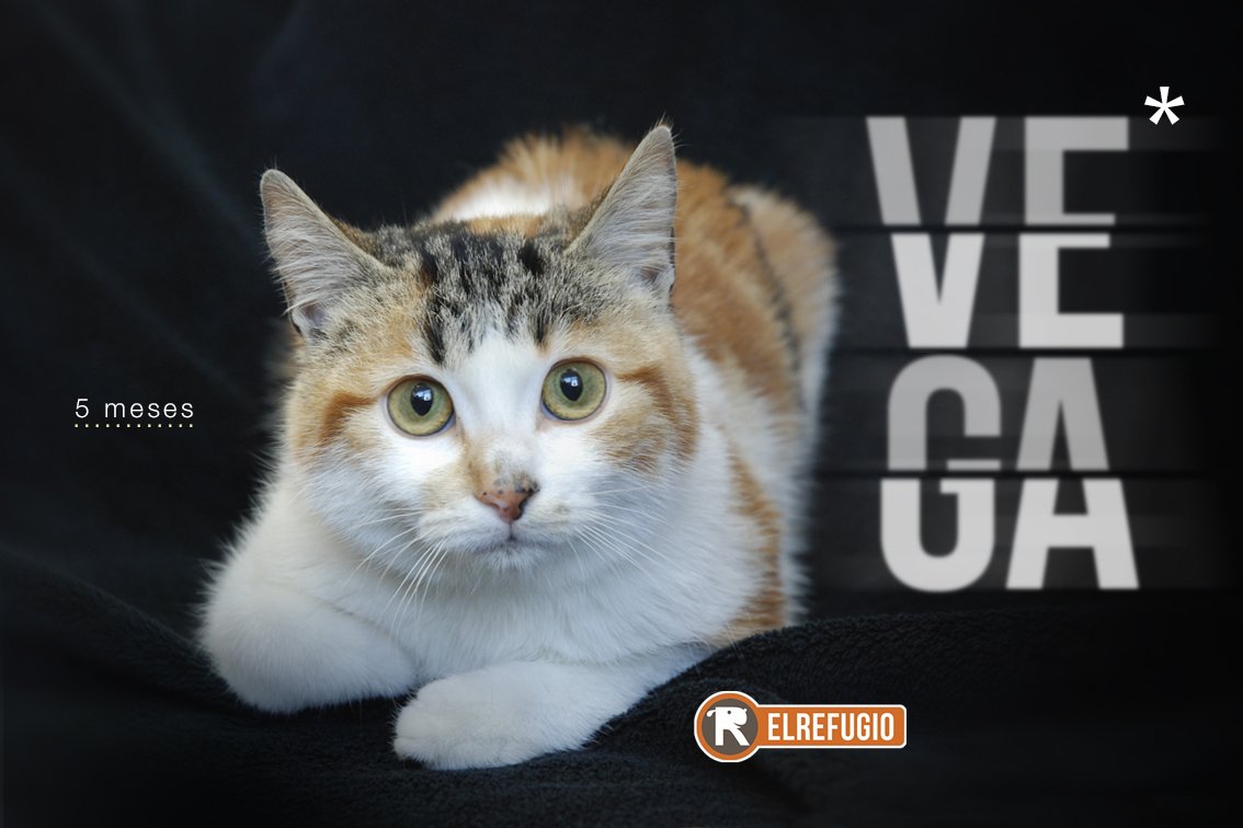 el_refugio's tweet photo. Quiero adoptar a Vega. Quiero adoptar a Vega. Quiero adoptar a Vega. Quiero adoptar a Vega. PUES HAZLO!! WhatsApp al 619756831 #hashadopt https://t.co/pmuTJTuCrK