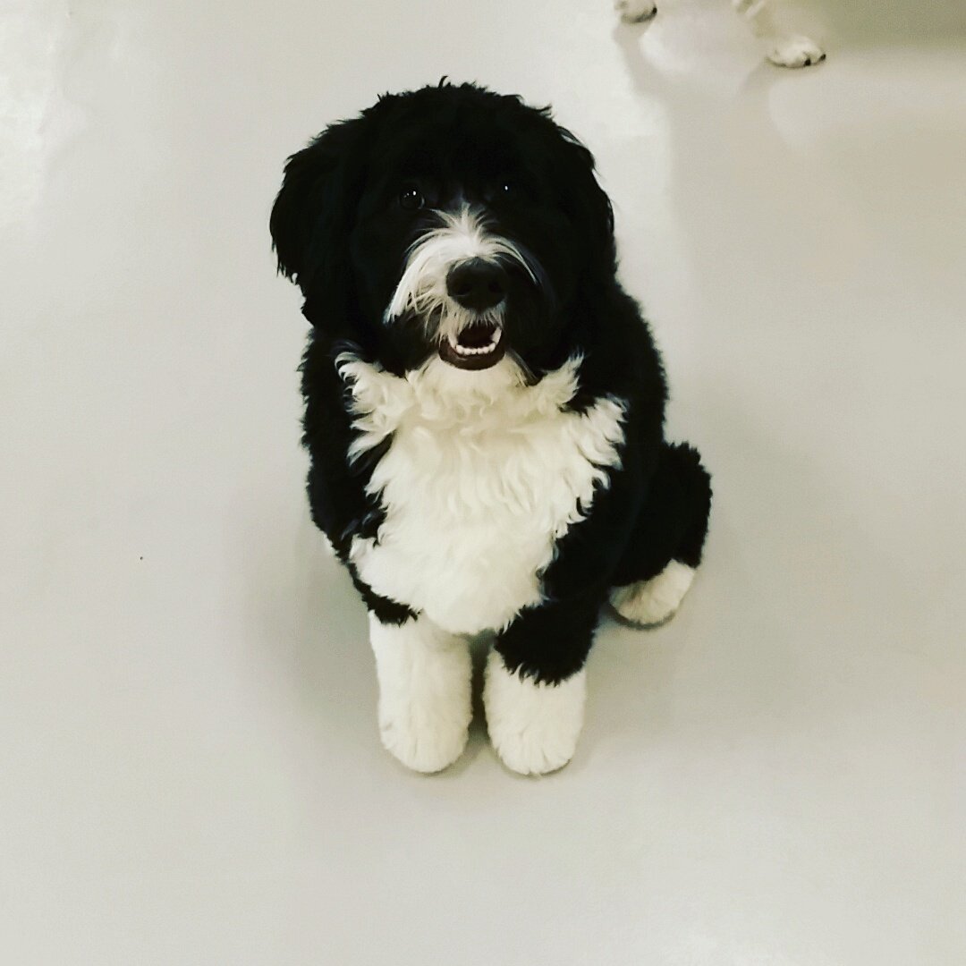 DogginitDaycare's tweet photo. It's Willow's first day at Doggin-It today! She's a cutie. โบโบ
#willow #bernadoodle #dogdaycare #yycdogs #firstday #firstdayfree #yyc #cutie https://t.co/AEqnVit5tz