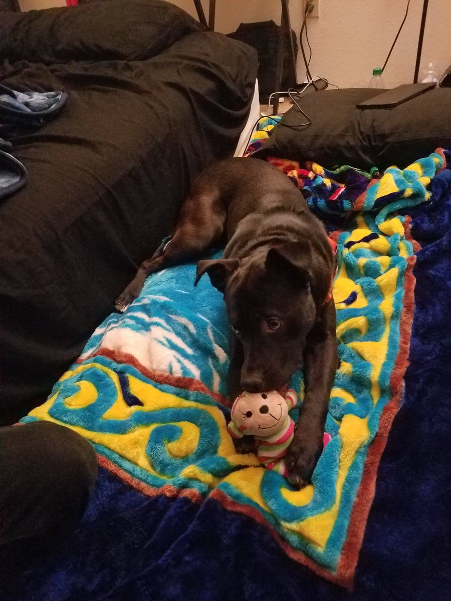 chocolate_34's tweet photo. Say hello to Rico!!! https://t.co/GIIsxPz6wE