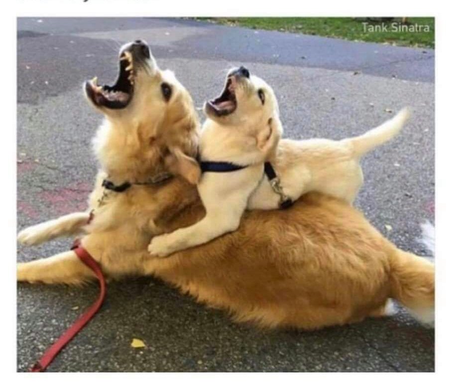 teachergoals's tweet photo. When you wonder why a kid behaves the way they do...then you meet the parents #teacherprobs https://t.co/En6xt7ww36