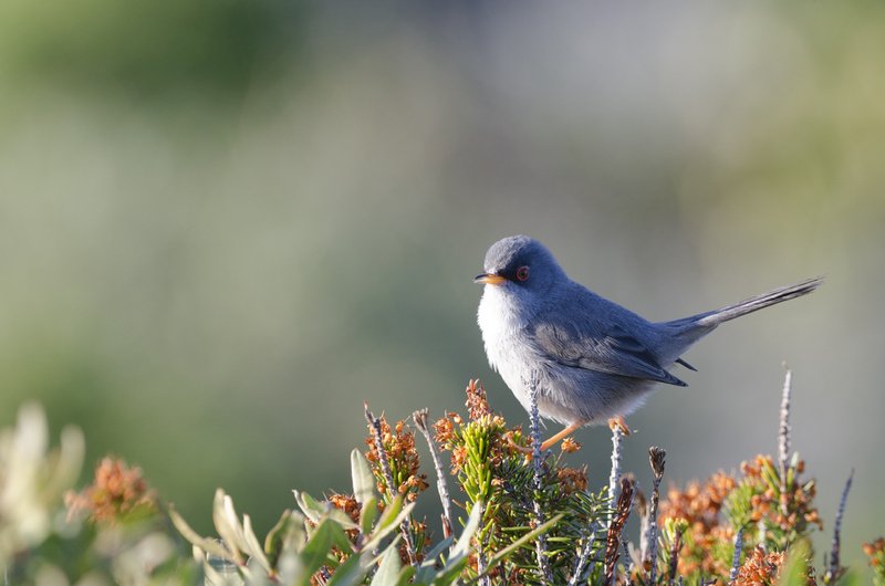 MallorcaNatTour's tweet photo. Wish a birding/nature tour in Mallorca? Find all the info on our official web site https://t.co/RCrZ0RgGkP  #BirdingMallorca #BirdingMajorca https://t.co/OGHk1LqJGy