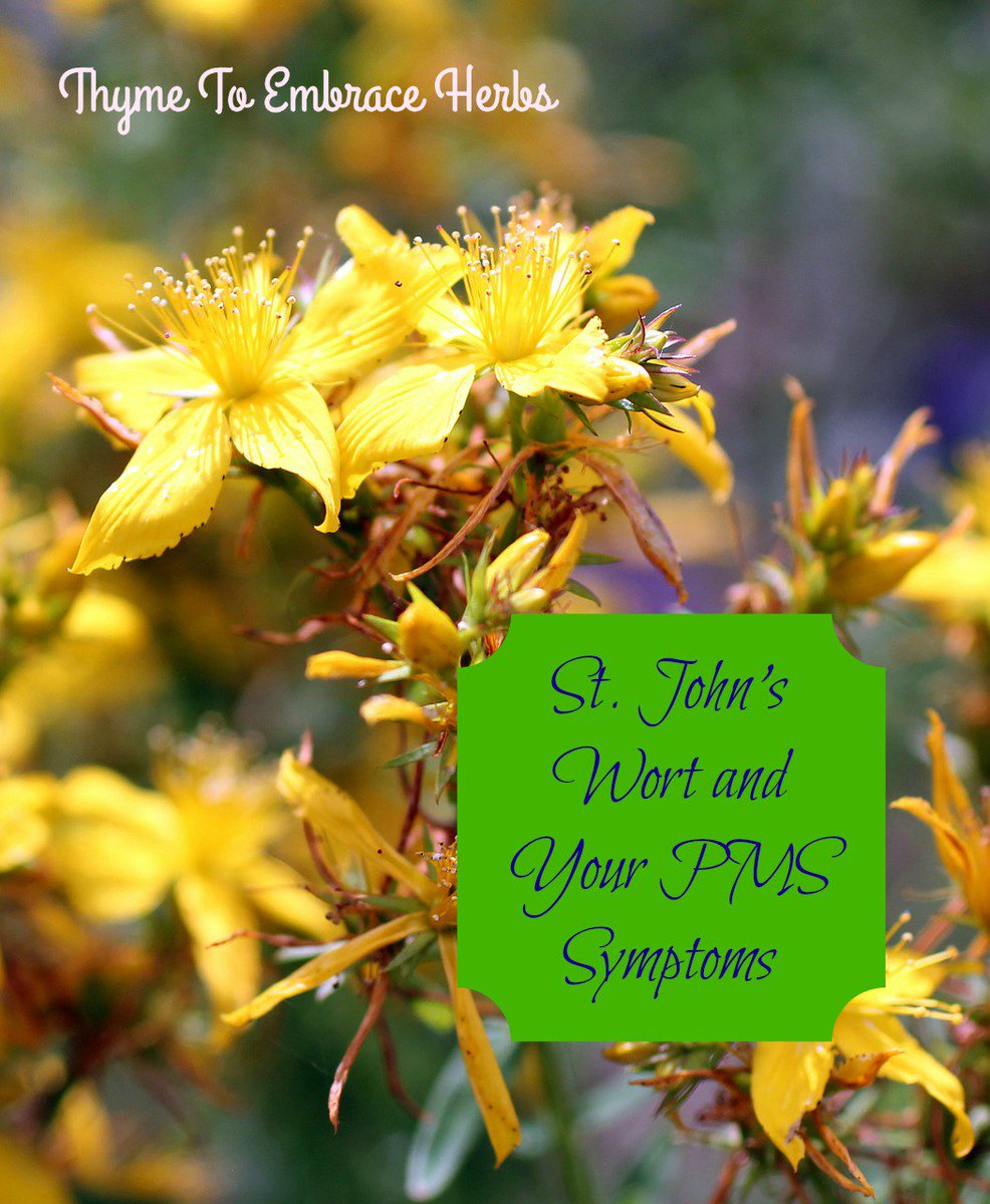 thymeto's tweet photo. St. John's Wort Benefits and Your PMS Symptoms https://t.co/qjQtjvv7Br #stjohnswort https://t.co/M538t90jOh