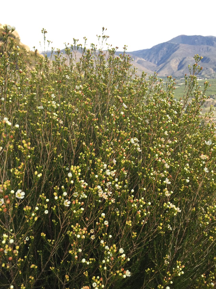 fbiflowers's tweet photo. The hills are alive...with Esperanza Waxflower!  Just in time for Valentine's Day. https://t.co/P5CpDZilze
