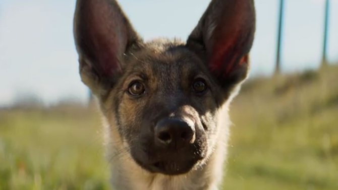 Variety's tweet photo. #ADogsPurpose writer responds to outrage: "Mistakes were made," but "no animals were harmed" https://t.co/JMNhQ8G33t https://t.co/CLrYDBMFfL