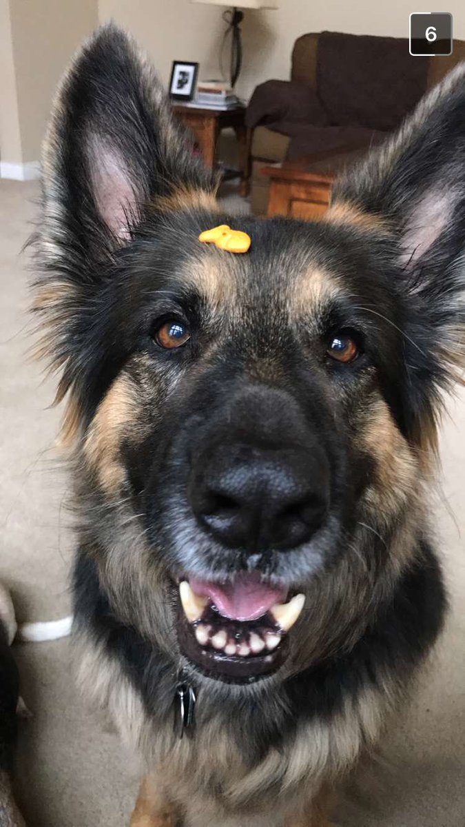 bella_pedraza's tweet photo. my dog is so pure https://t.co/0SbJLQejaU