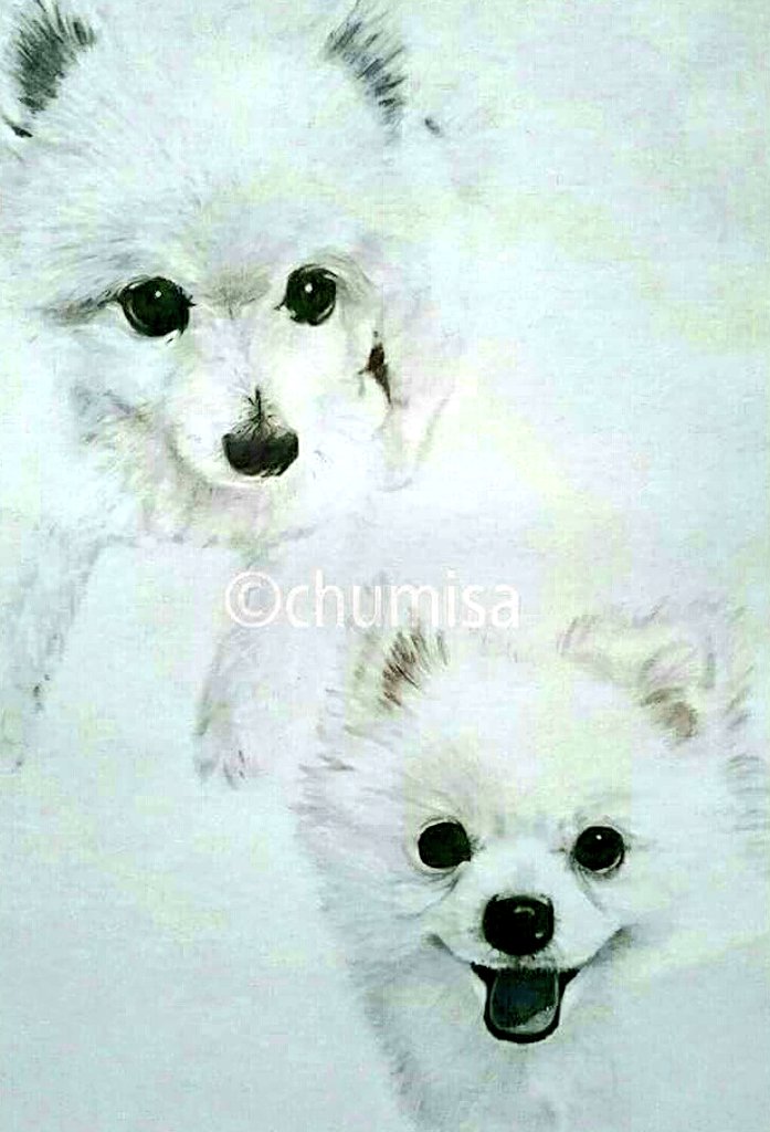 優しい表情のポメさん❤️ ポメラニアン 原画 犬 鉛筆画 絵画