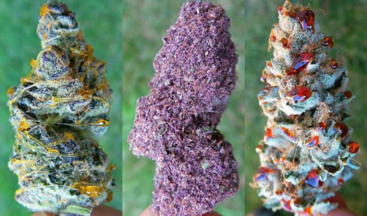 highlosangeles's tweet photo. Strain orgy! https://t.co/lEMrKyafrF
