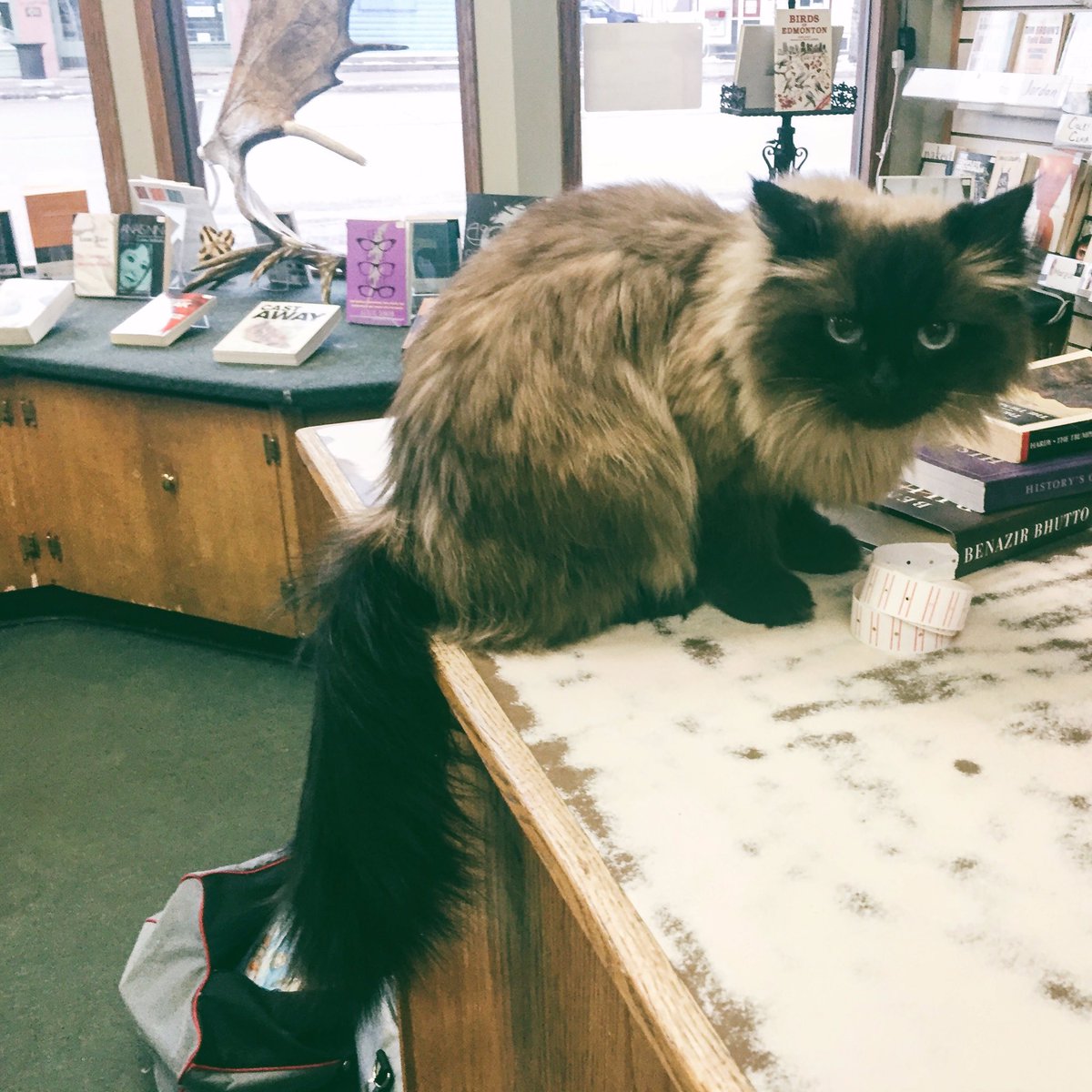 Old Strathcona - Inactive tweet media