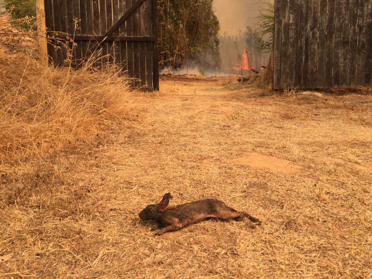 1eraPichilemu's tweet photo. Imagen cercana a La Aguada que habla sola del desastre natural que vive nuestra región. (Vía Ariel Vargas) @rne_603_pmu @reddeemergencia https://t.co/H3l1BTjnr4