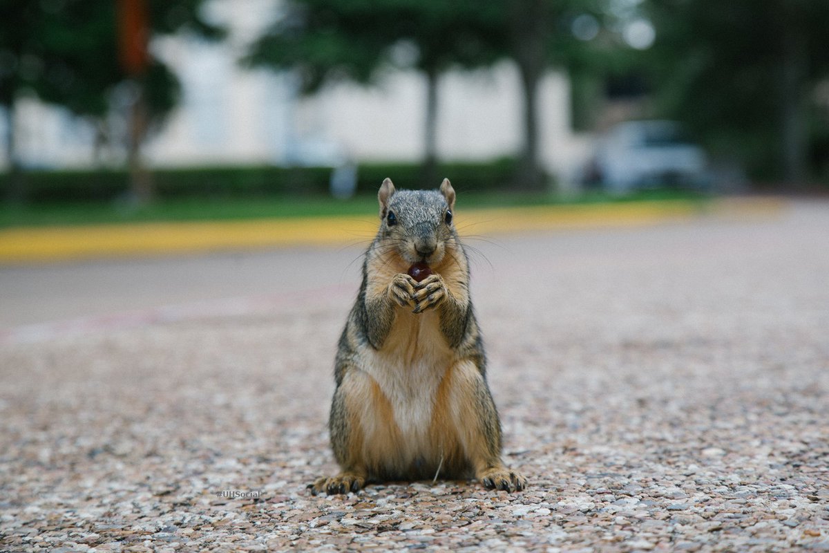 Every day is #SquirrelAppreciationDay! Because #UHSquirrels. 🐾