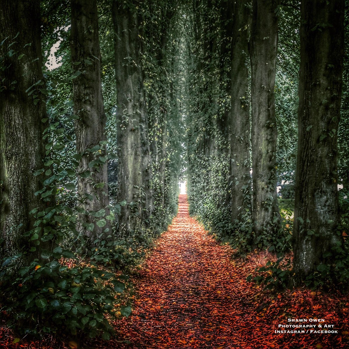 Tree Tunnel #huddersfieldis #yorkshireis #NewYork #photography #art #castle