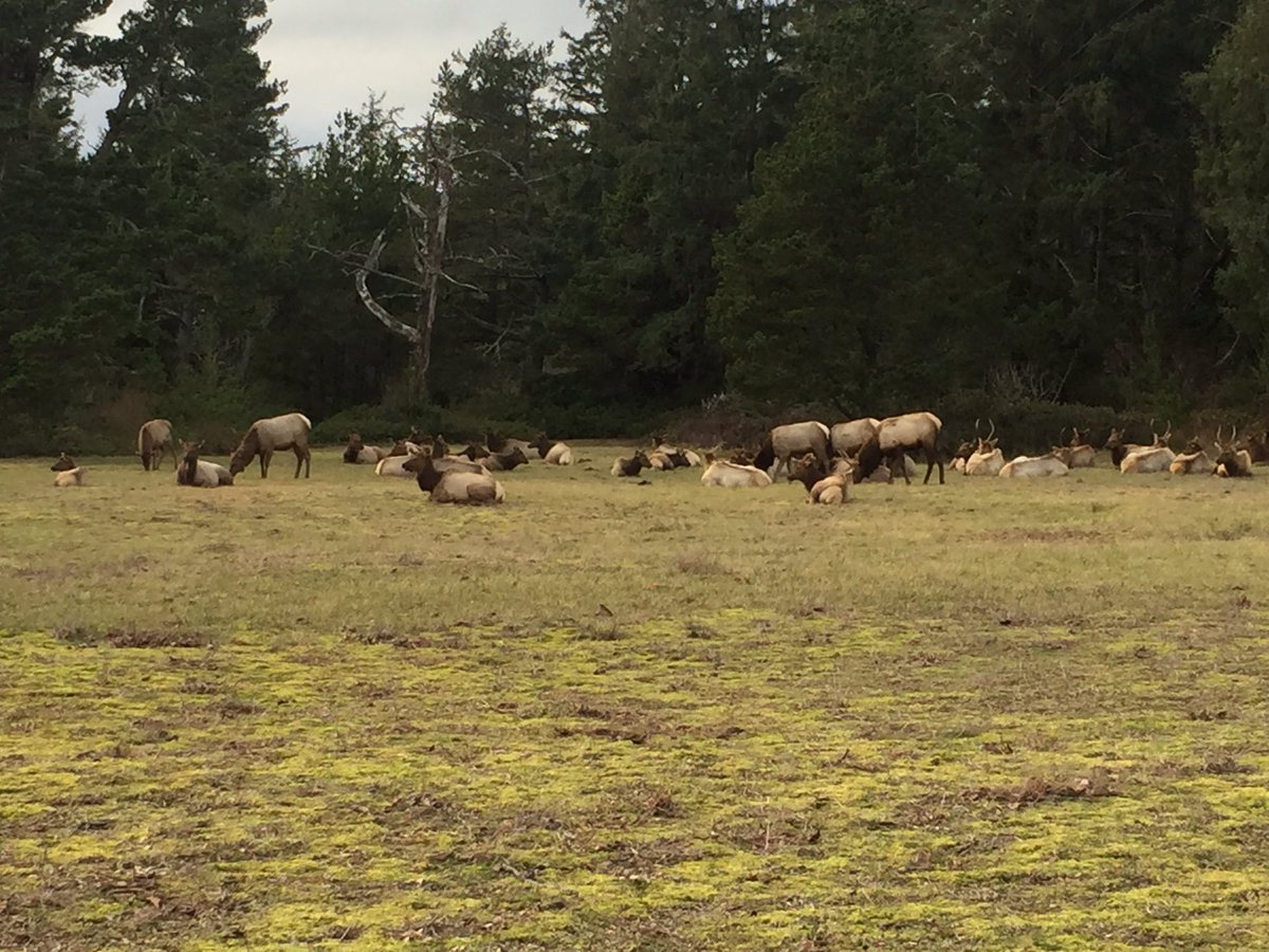 UW_WGolf's tweet photo. Greeted by a heard of Roosevelt Elk, welcome to Seaside #weekendgetaway https://t.co/1huIdKvGfS