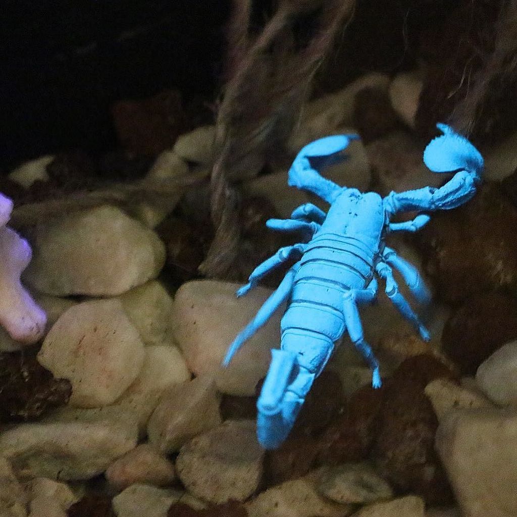 MandaLioness's tweet image. I'm feeling spooky, so here's an emperor scorpion under black light. #emperorscorpion #ara… ift.tt/2jzpqnA