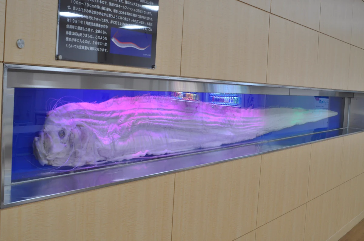 【激レア深海魚】リュウグウノヒメ （液浸標本） サンシャイン水族館 on X: 