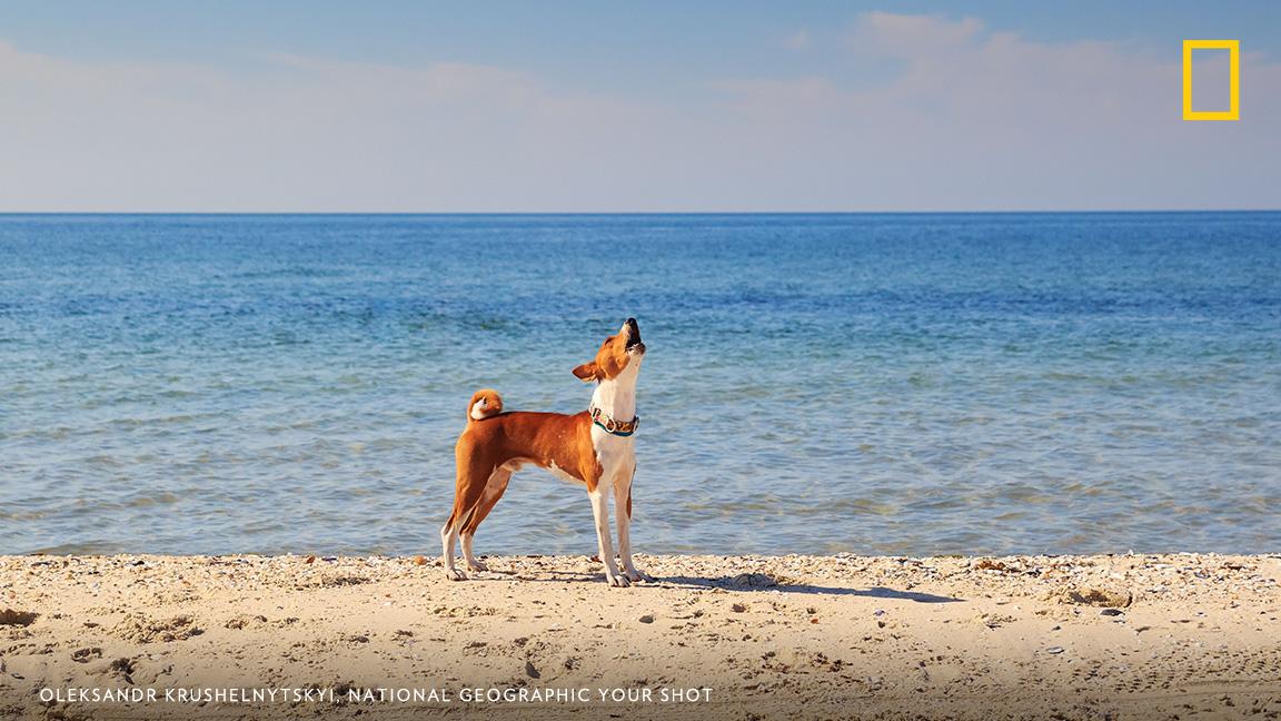 NatGeo's tweet photo. Friday Fact: The Basenji, a dog from Africa, yodels instead of barking. https://t.co/wUccfLxLZR