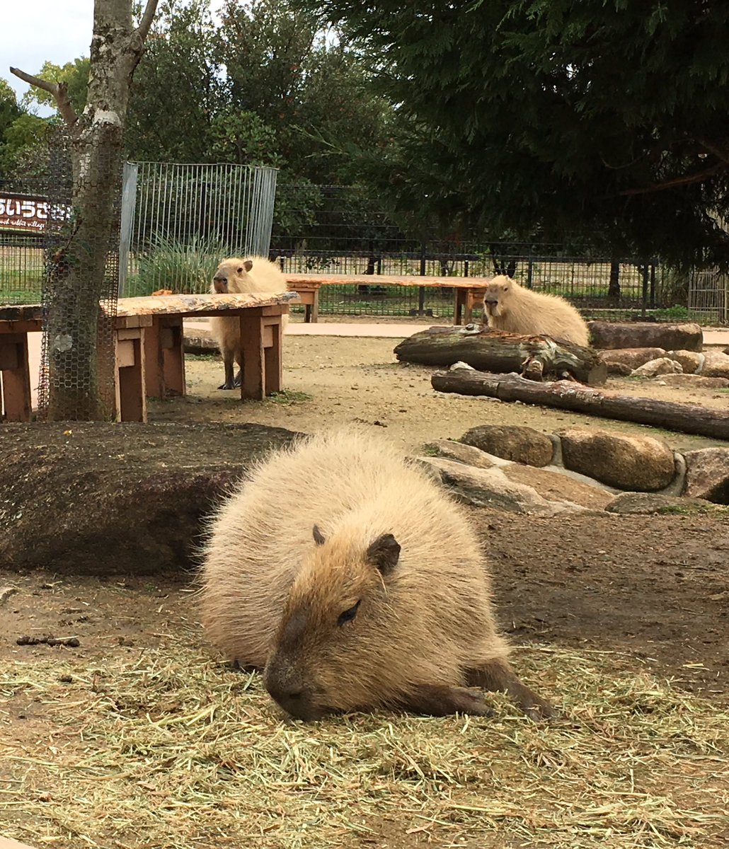 O Xrhsths 赤穂海浜公園 動物ふれあい村 Sto Twitter 寂しいお知らせ カピバラのスケ イオ ハチベエが本日の朝お引越ししました 突然のお知らせで申し訳ありません 子供の頃からたくさんの愛情をいただいた3年間 本当にありがとうございました カピバラ達も O Xrhsths 赤穂海浜公園 動物ふれあい村 Sto Twitter 寂しいお知らせ カピバラのスケ イオ ハチベエが本日の朝お引越ししました 突然のお知らせで申し訳ありません 子供の頃からたくさんの愛情をいただいた3年間 本当にありがとうございました カピバラ達も