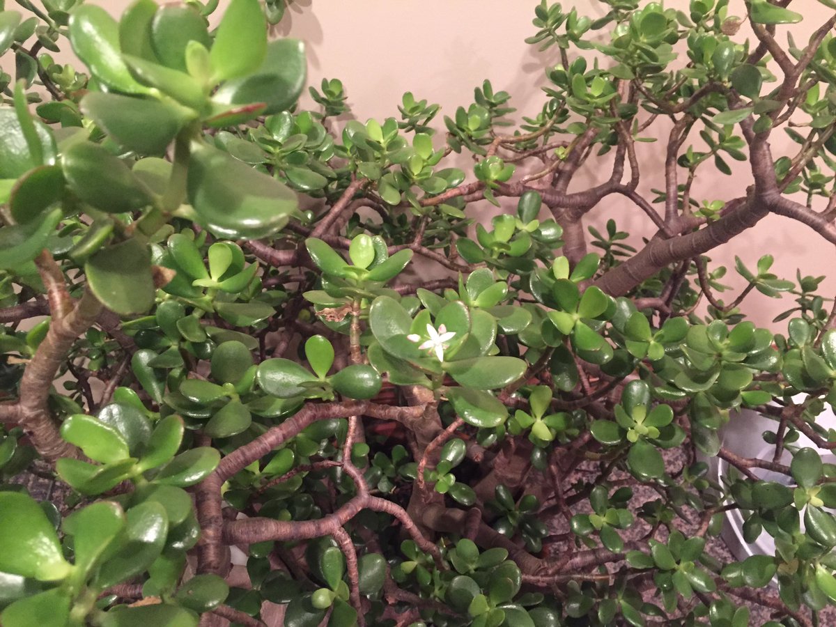 yohxbro's tweet photo. I still see a full bloom 🌸 https://t.co/OEdaLBqUnT