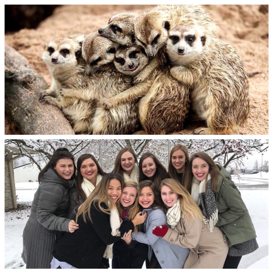 AlphaXi_ELC's tweet image. Meerkats don't have anything on the travel team! 😉