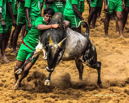 adventuremur's tweet photo. #SaveJallikattu https://t.co/ZvajDl8igu