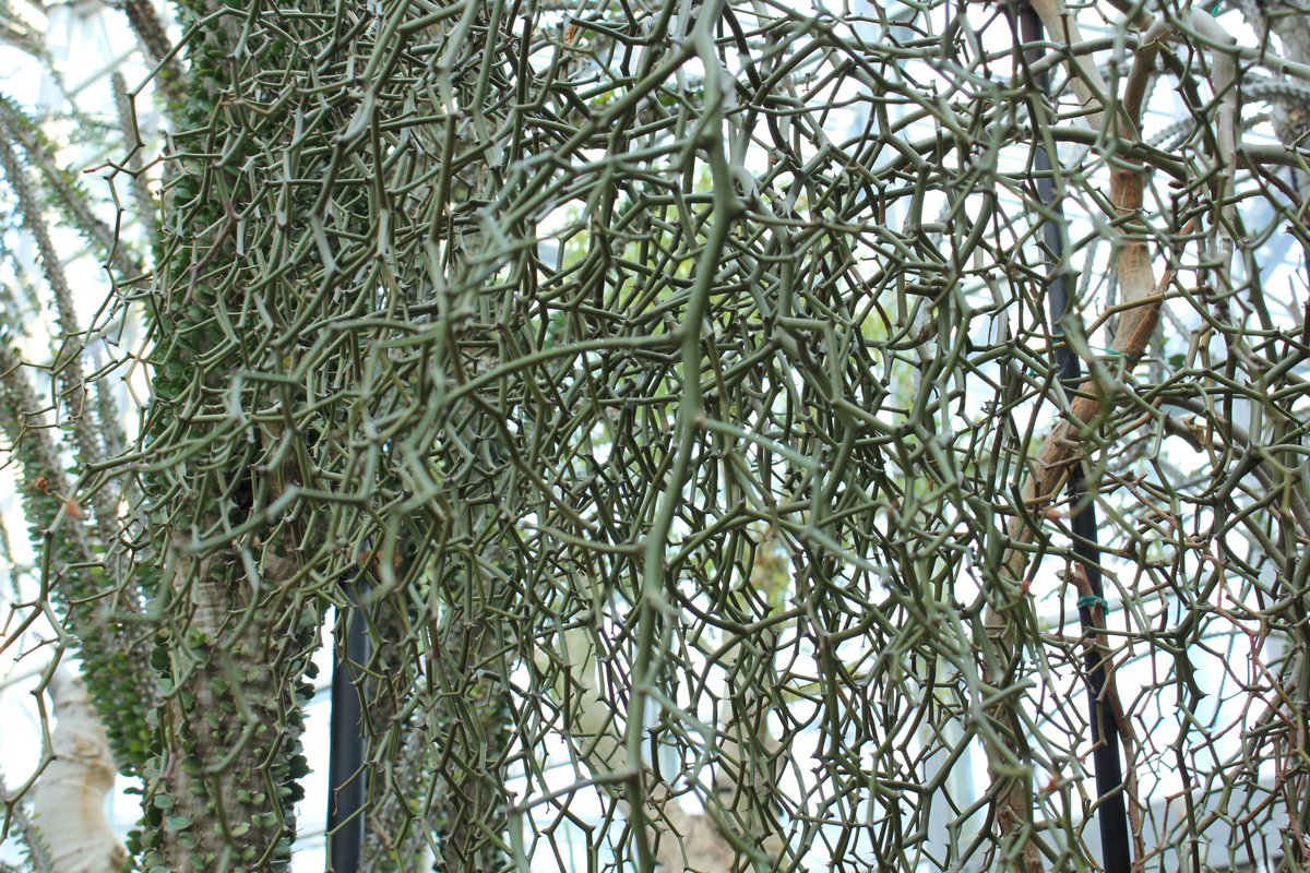 デカリア マダガスカルエンシス ジグザグの木 デカリア マダガスカル