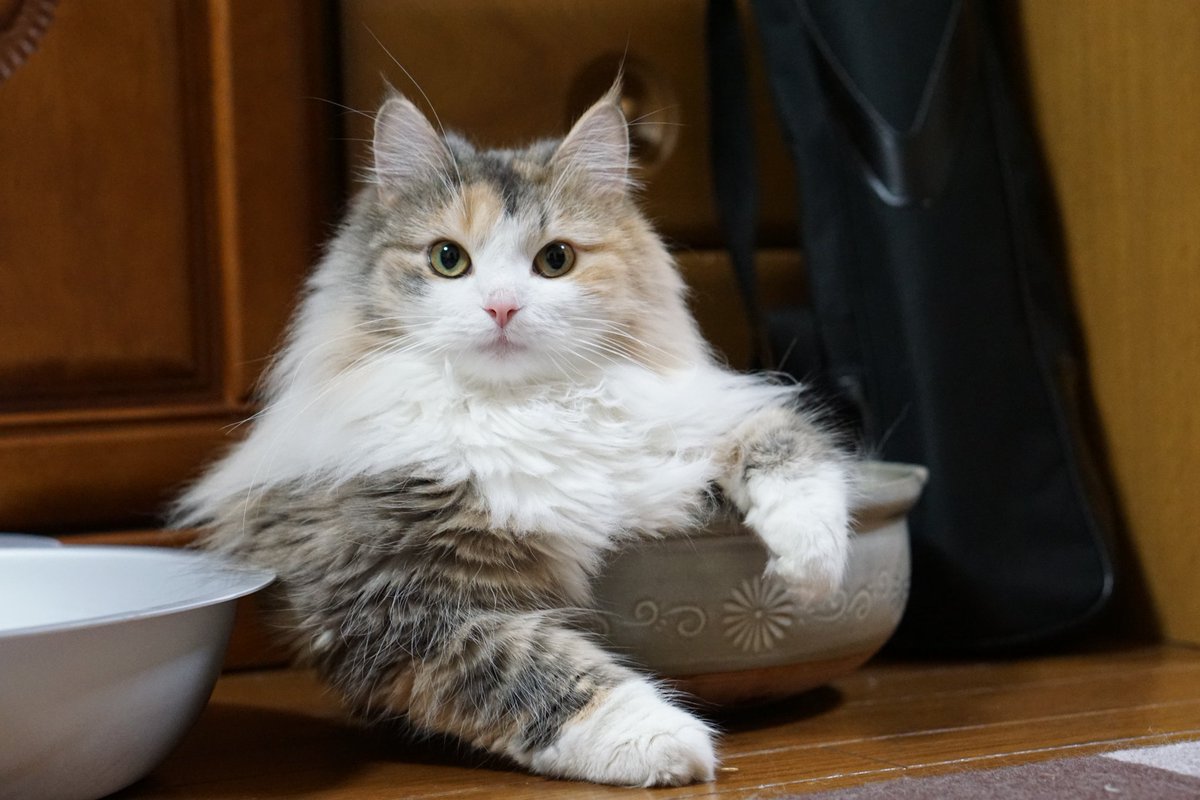 偉そうな猫 Twitter Search Twitter