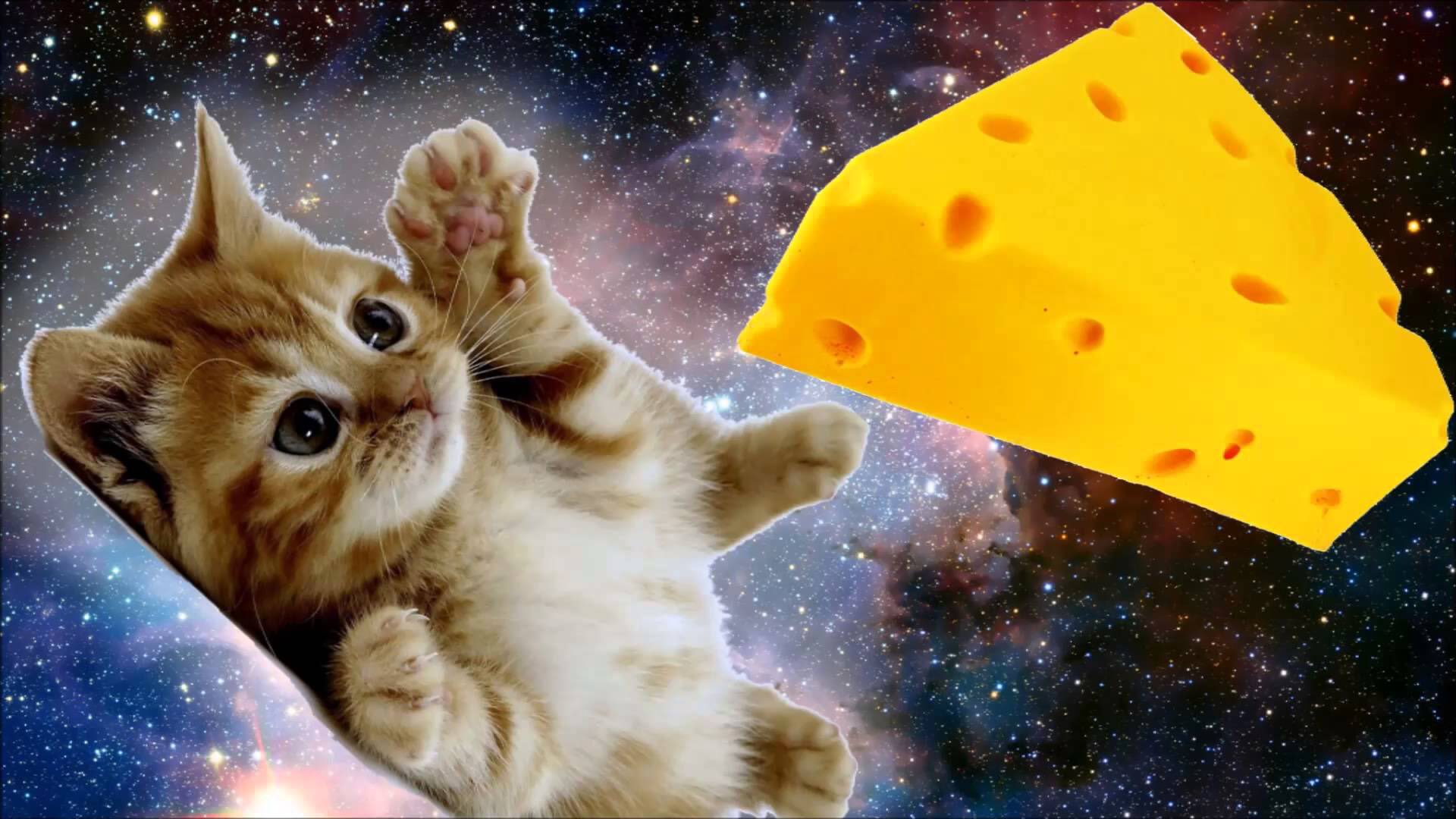 Котик с сыром