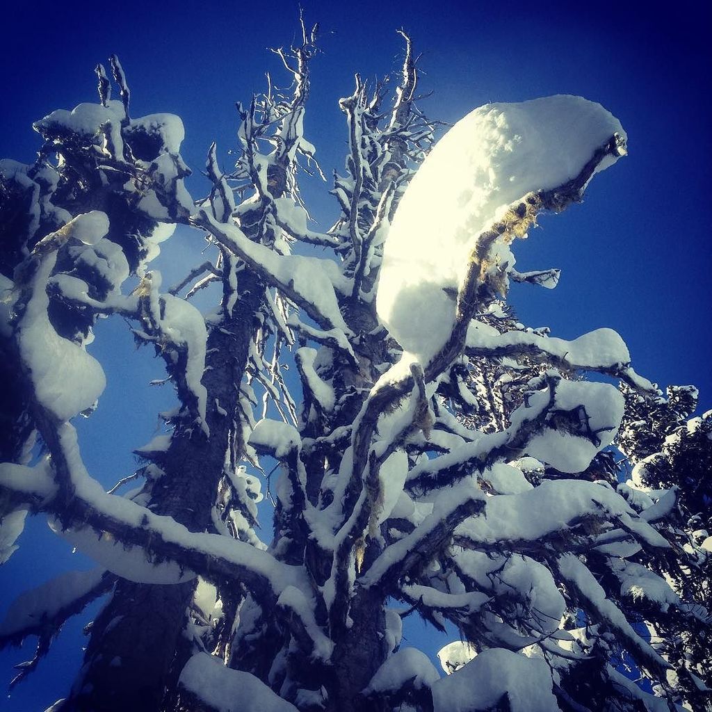 Sometime you have to look up. The blanketed trees of @whistlerblackcomb  #skiday #sunwolfa… ift.tt/2jIFhCl