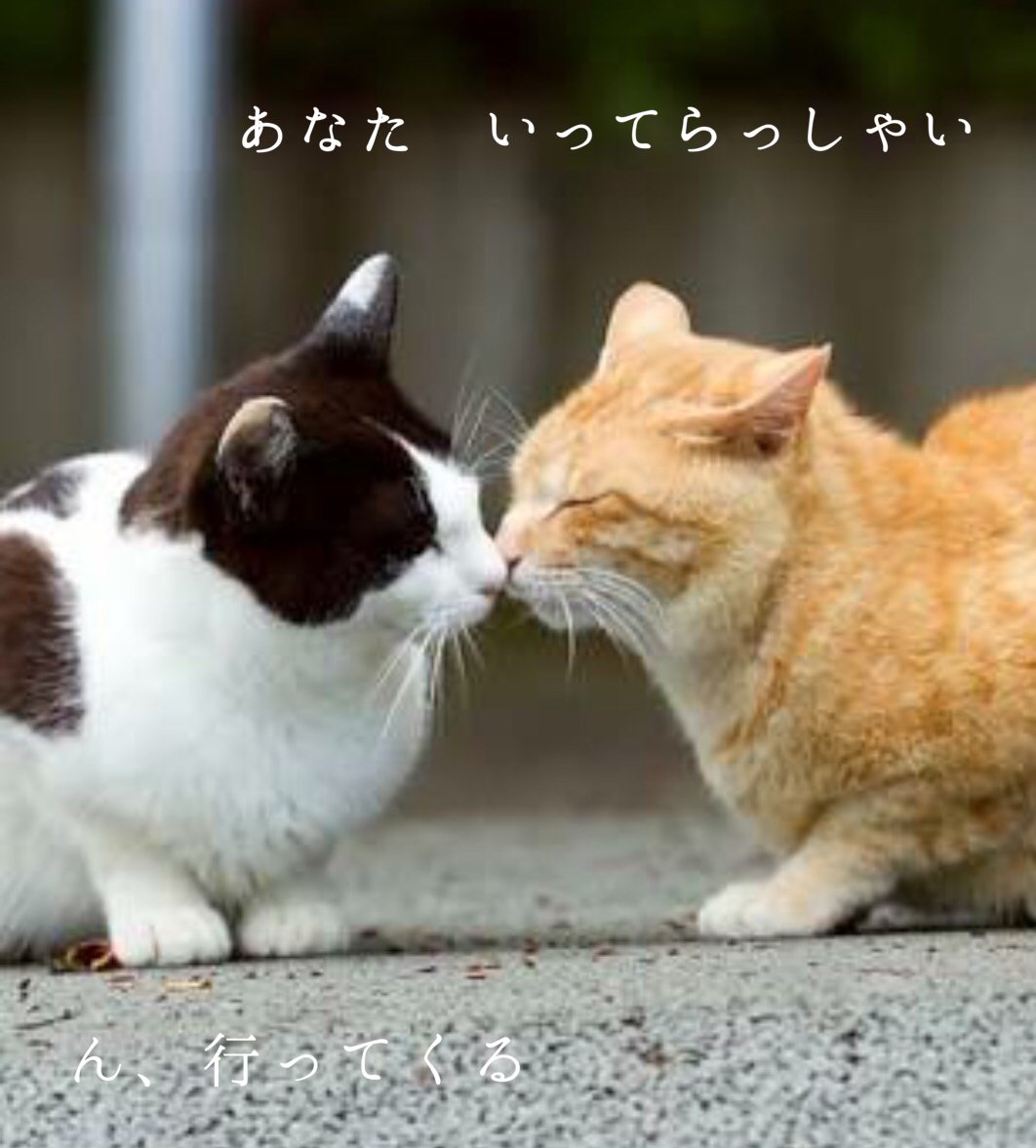 mtaro884's tweet image. 忙しい朝の、微笑ましい光景💛