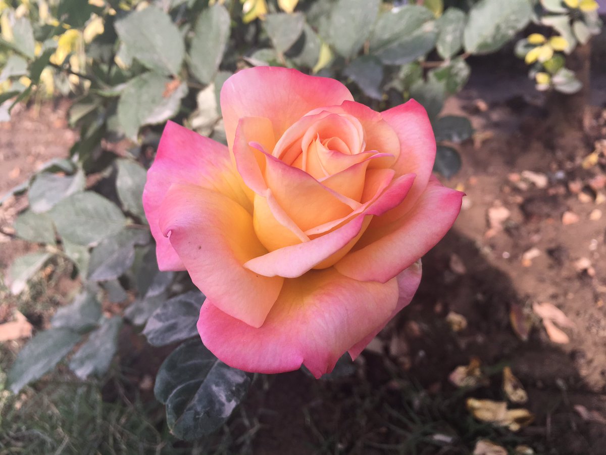 jha_anita's tweet photo. पानी जो भी आज़ाद हमने कब रहने दिया 
बाँध बनाकर इसका भी हाथ पैर बाँध दिया
Good morning
@baba_dfresh @sas0786 @manjuthakur937 @ajoybahadursbi https://t.co/I515lqirAV