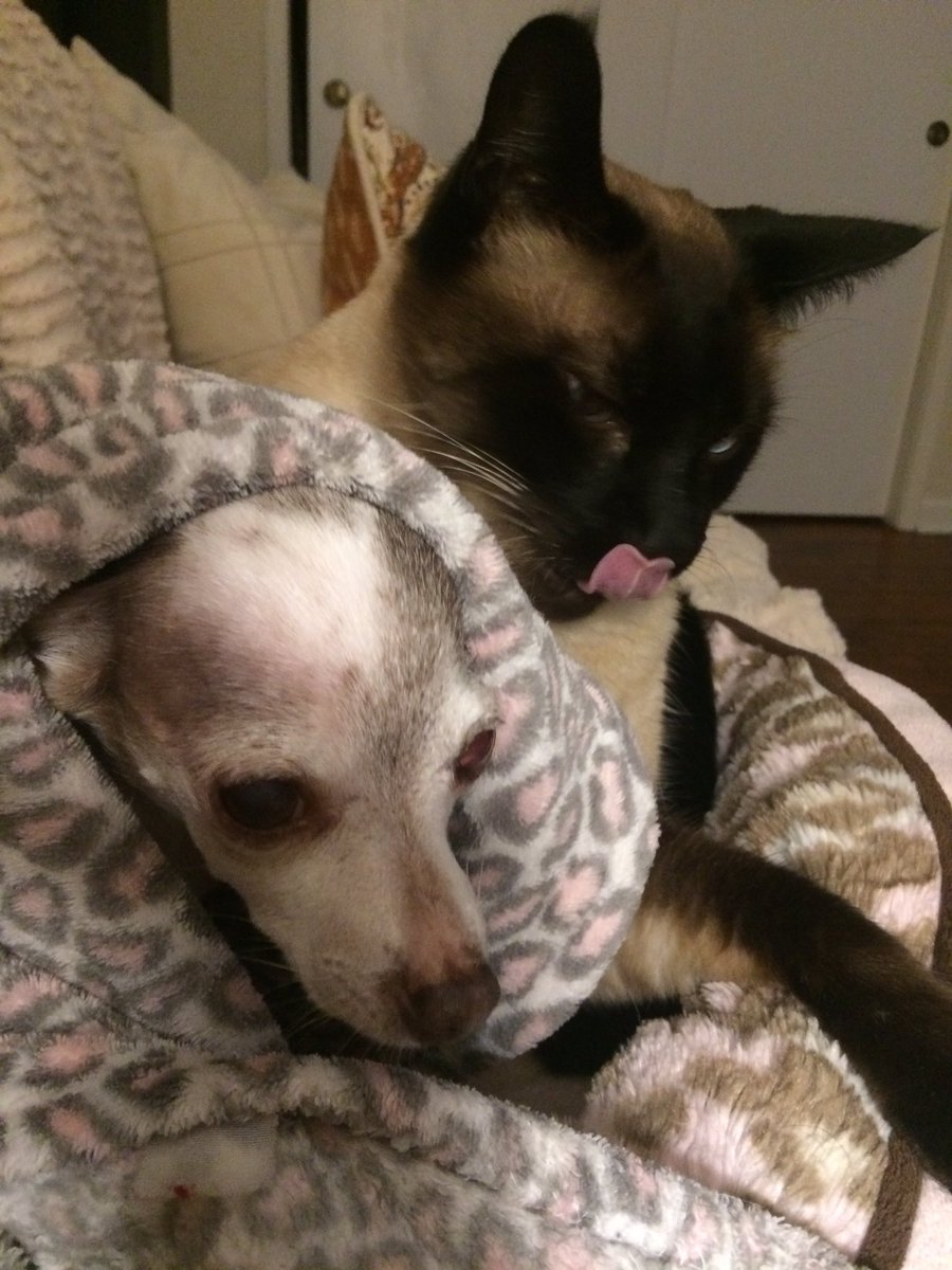 granny_carrie's tweet image. #MyBiggestProblem... enough said!