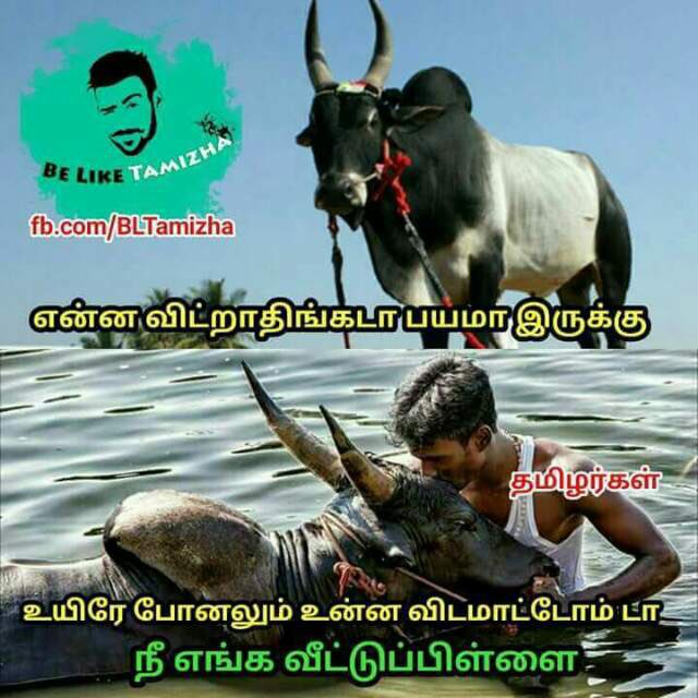 Savejall1kattu's tweet photo. @SharonSam15 https://t.co/r3orNZBuIL